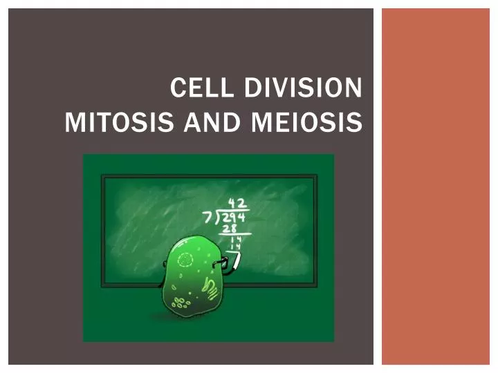 cell division mitosis and meiosis