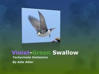 Violet - G reen Swallow