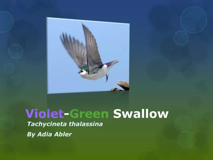 violet g reen swallow
