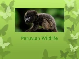 Peruvian Wildlife