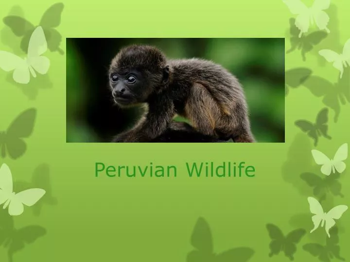 peruvian wildlife