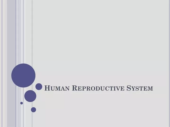 human reproductive system