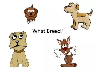 What Breed?