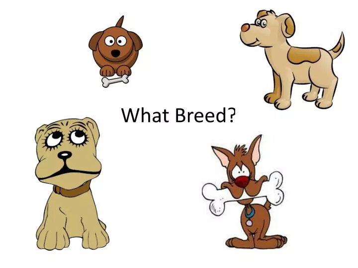 what breed