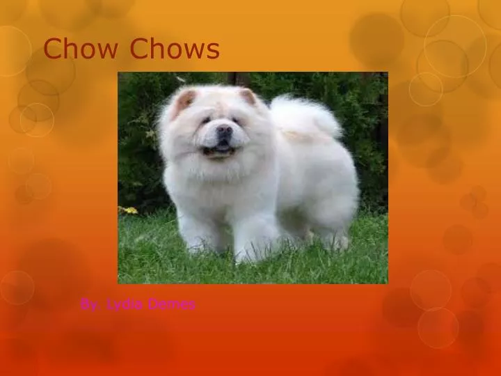 chow chows
