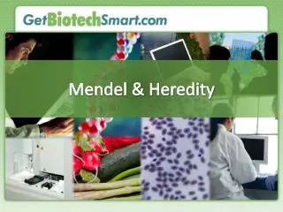 Mendel &amp; Heredity