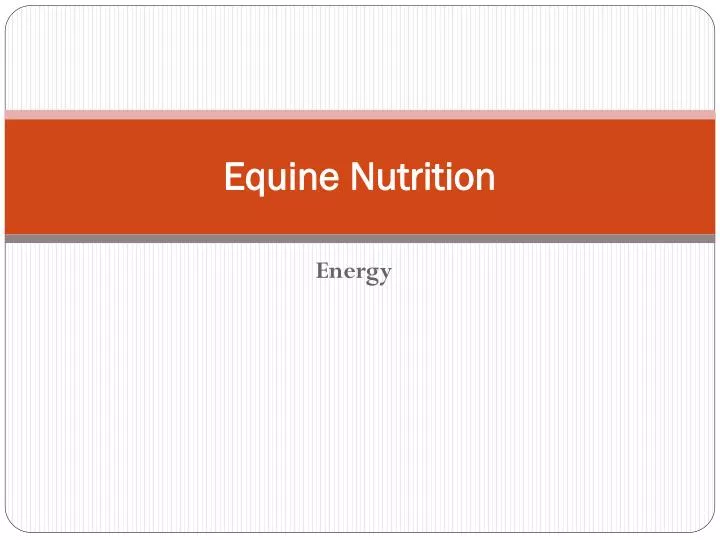 equine nutrition