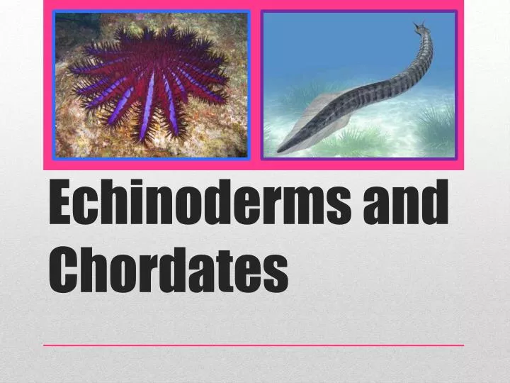 echinoderms and chordates