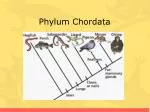 Phylum Chordata - slide 1