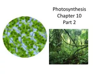 Photosynthesis Chapter 10 Part 2