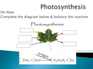 Photosynthesis