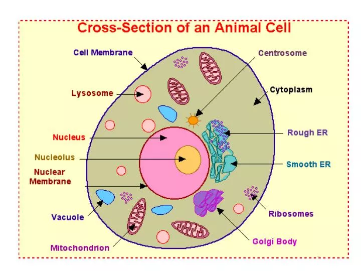 cytosol animal cell