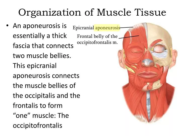 organization of muscle tissue
