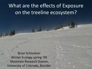 What are the effects of Exposure on the treeline ecosystem?