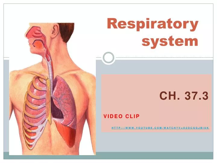 respiratory system