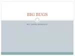 BIG BUGS - slide 1