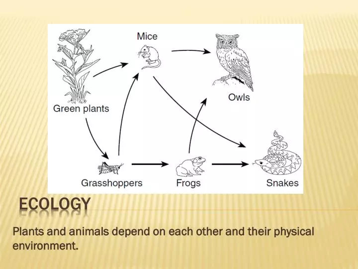 plants and animals depend on each other and their physical environment