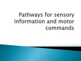 Pathways for sensory information and motor commands