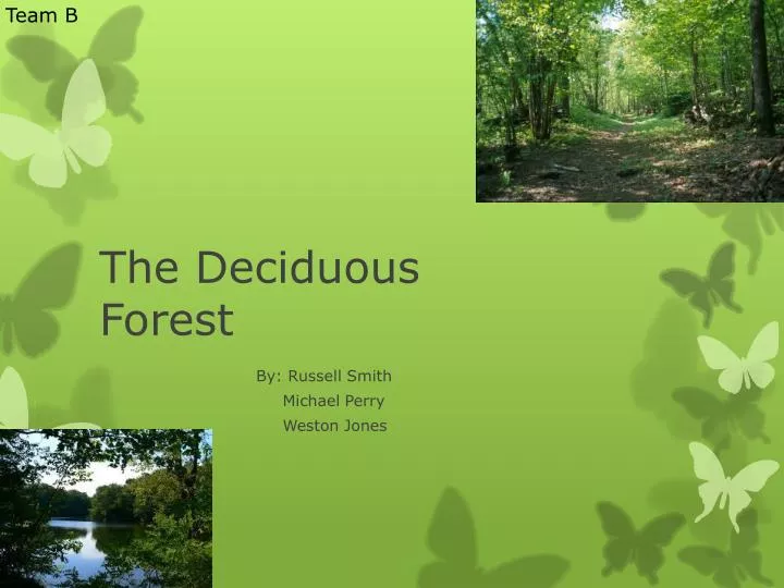 the deciduous forest