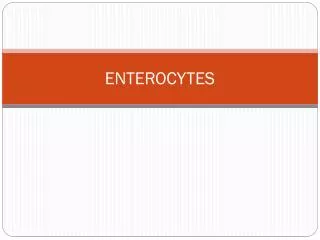 enterocytes