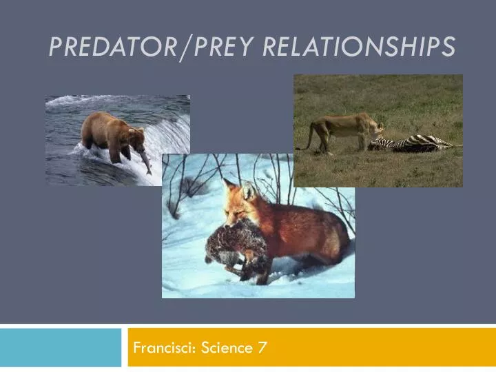 predator prey relationships