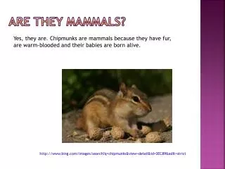 Are they mammals?