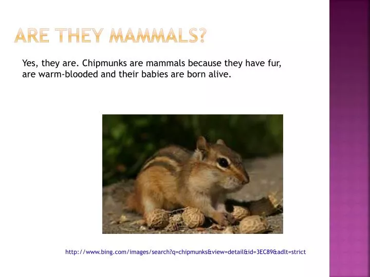 are they mammals
