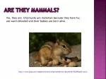 Fascinating Facts About Chipmunks: Mammals of the Forest - slide 1