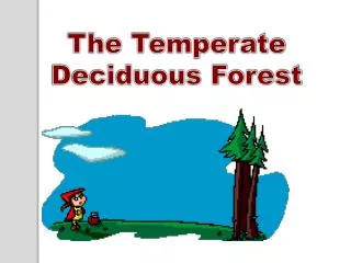 The Temperate Deciduous Forest