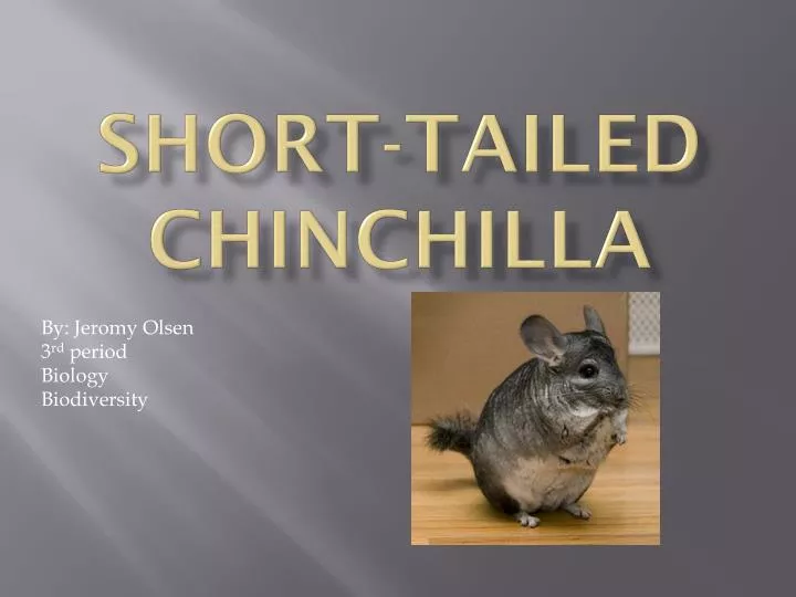 short tailed chinchilla