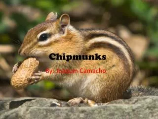 Chipmunks