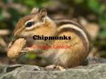 Chipmunks - slide 1