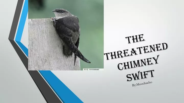 the threatened chimney swift by moochacho