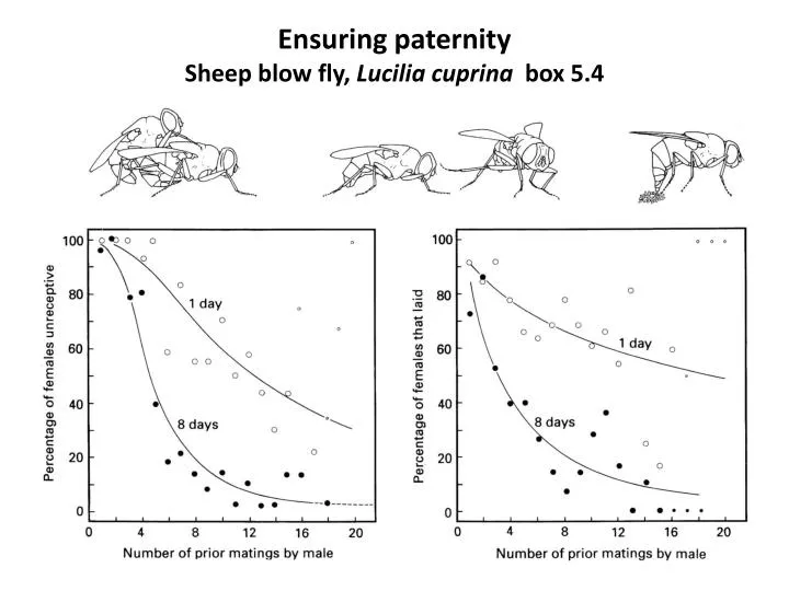 ensuring paternity sheep blow fly lucilia cuprina box 5 4