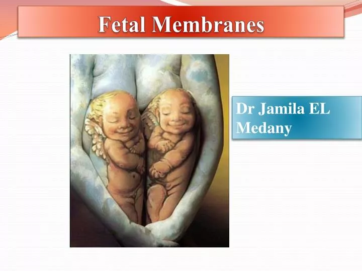 fetal membranes