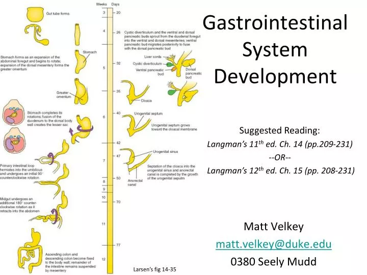 gastrointestinal system development