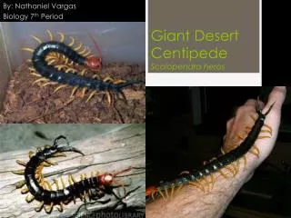 Giant Desert Centipede Scolopendra heros