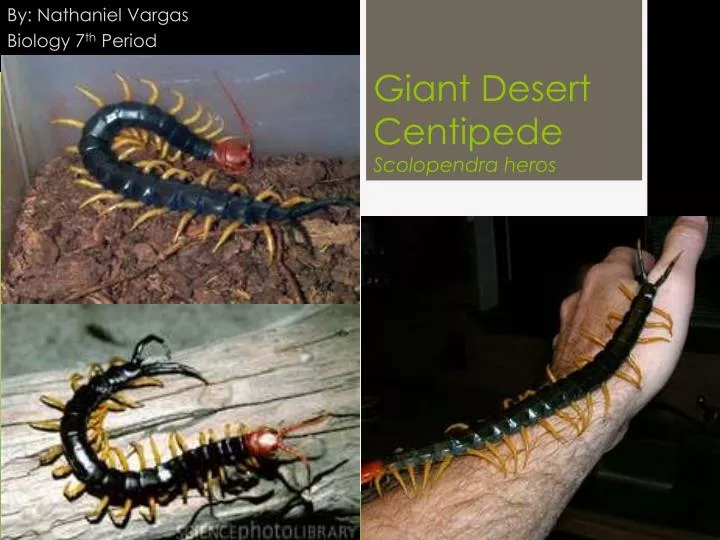 giant desert centipede scolopendra heros