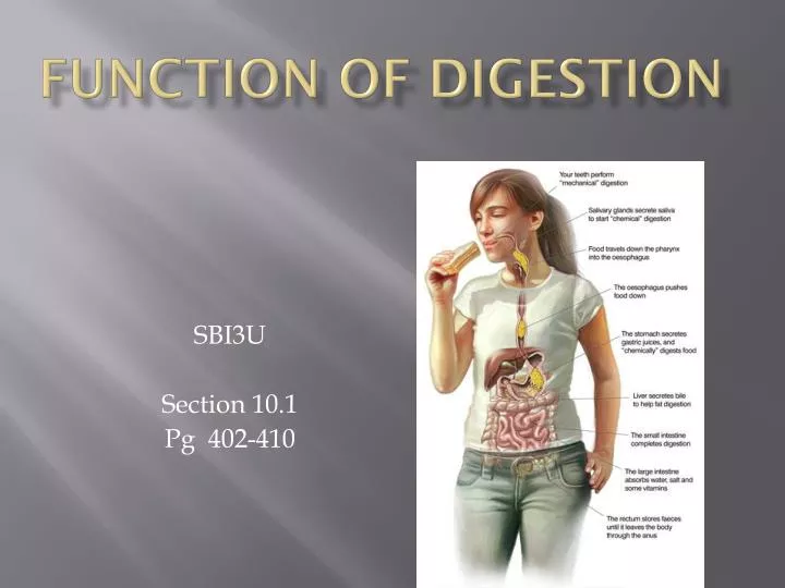 function of digestion