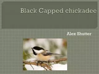 Black Capped chickadee