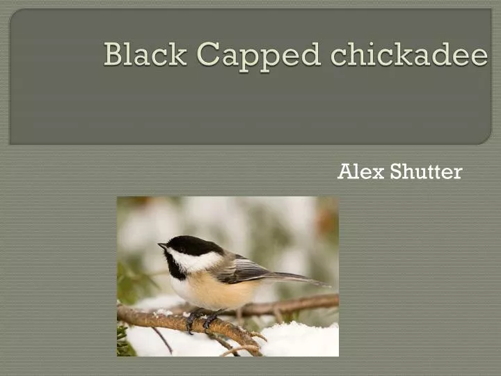 black capped chickadee