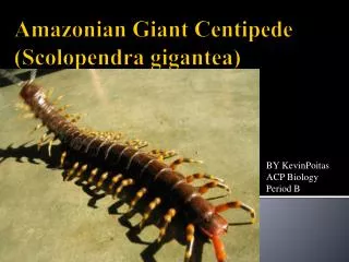 Amazonian Giant Centipede (Scolopendra gigantea)