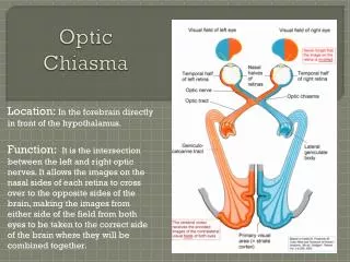Optic Chiasma