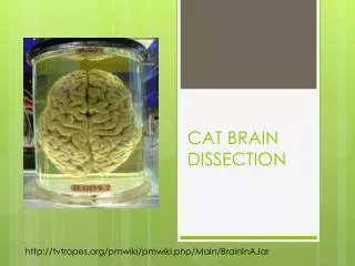 cat brain dissection