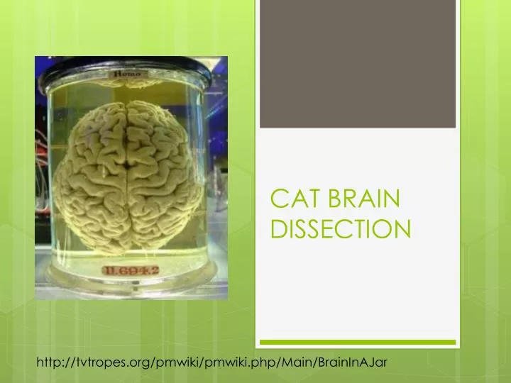 cat brain dissection