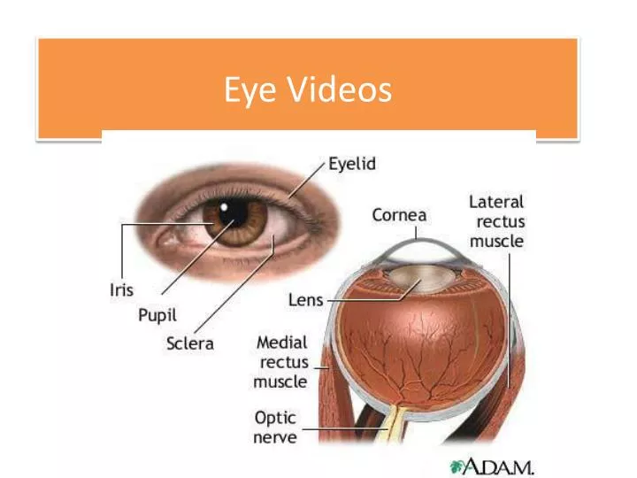 eye videos