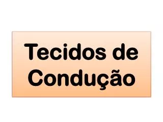 tecidos de condu o