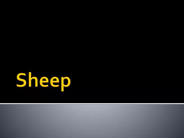 sheep