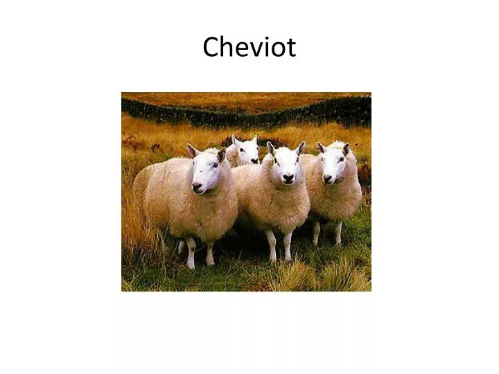 cheviot