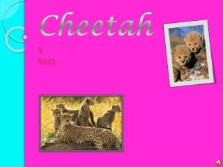 cheetah